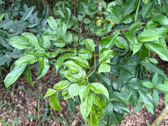 Archidendron lucidum, photograph (c) 黃美滿, some rights reserved (CC BY)