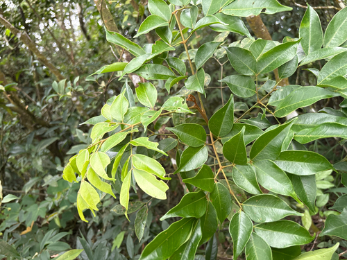 Archidendron lucidum, photograph 5