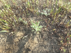 Lessingia germanorum