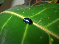 Oreina caerulea