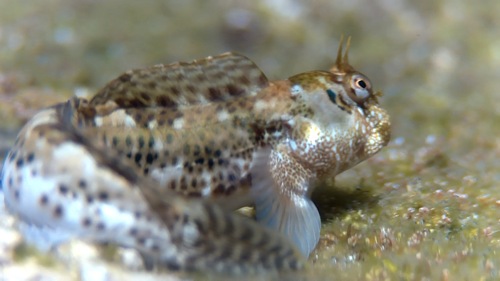 Entomacrodus striatus observed 2026-08-01