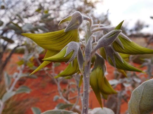 Birdflower