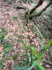 Scleria terrestris, photograph (c) 黃美滿, some rights reserved (CC BY)