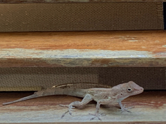 Anolis