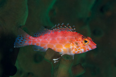 Cirrhitichthys aprinus