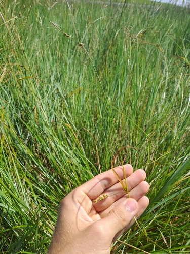 Carex distans, 2026-08-01