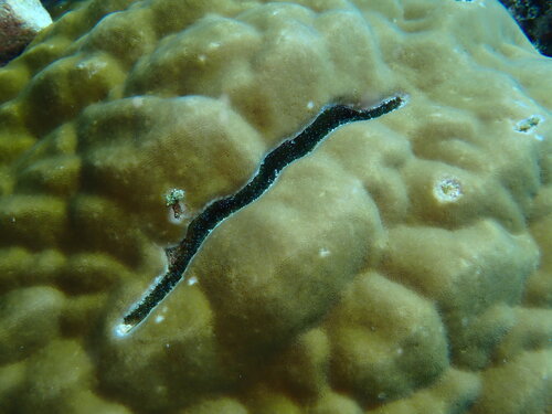 Alpheus deuteropus observed 2026-07-26