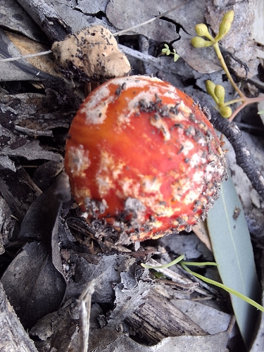 Vermilion Amanita