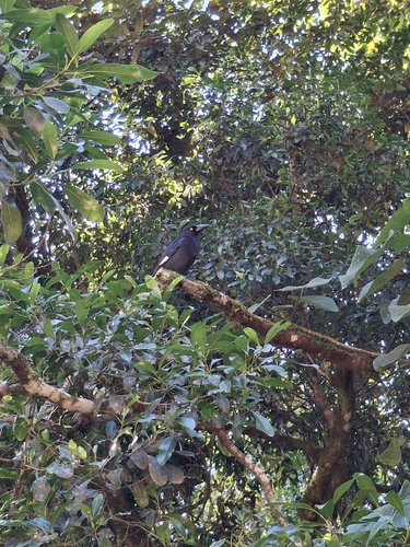Pied Currawong