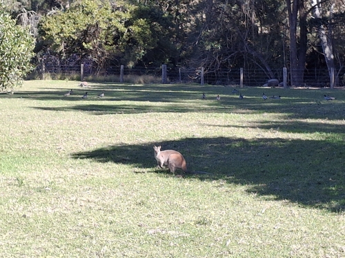 Red-necked Wallaby