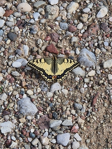 Old World Swallowtail