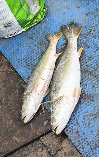 Otolithes ruber observed 2026-06-22