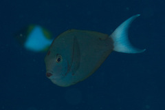 Acanthurus thompsoni