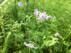 Phacelia purshii