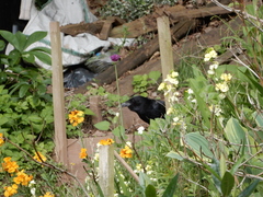 Corvus corone