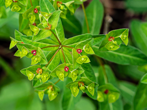 Euphorbia dulcis