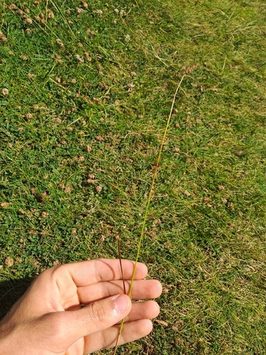 Carex distans, 2026-08-01