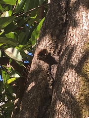 Scaptotrigona postica