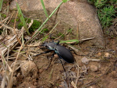 Carabus purpurascens