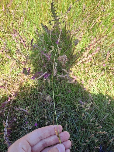 Carex distans, 2026-08-01