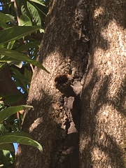 Scaptotrigona postica