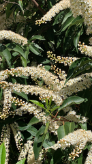 Prunus lusitanica