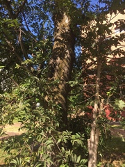 Scaptotrigona postica