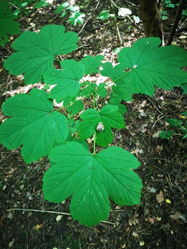 Platanalapis klevas