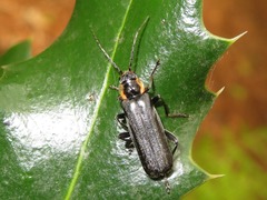 Cantharis paradoxa