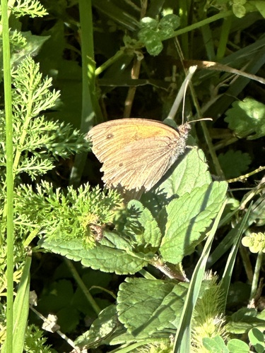 Meadow Brown