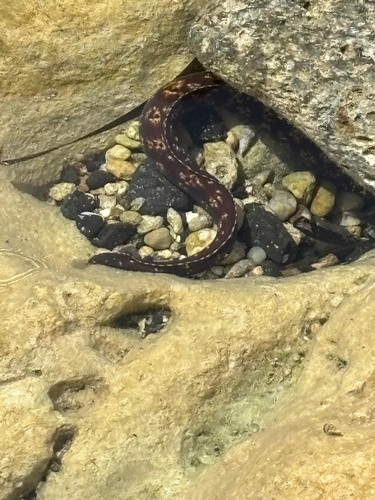 Mediterranean Moray