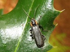 Cantharis paradoxa