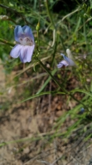 Penstemon comarrhenus