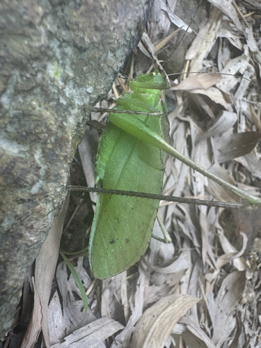 Mecopoda niponensis