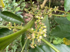 Melicope semecarpifolia, photograph (c) 黃美滿, some rights reserved (CC BY)