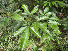 Melicope semecarpifolia, photograph (c) 黃美滿, some rights reserved (CC BY)