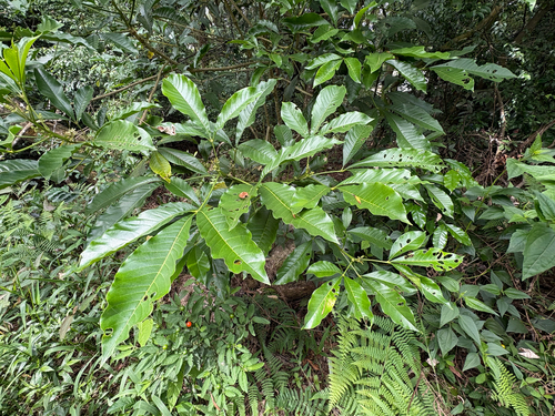 Melicope semecarpifolia, photograph 4