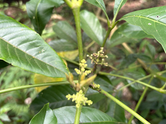 Melicope semecarpifolia, photograph (c) 黃美滿, some rights reserved (CC BY)