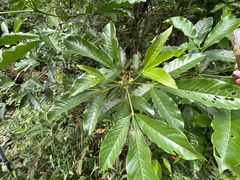 Melicope semecarpifolia