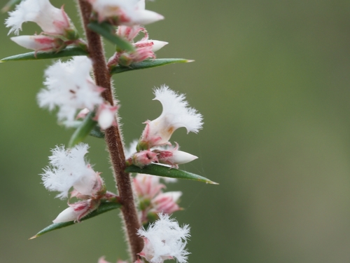 Styphelia recurvisepala observed 2026-08-02