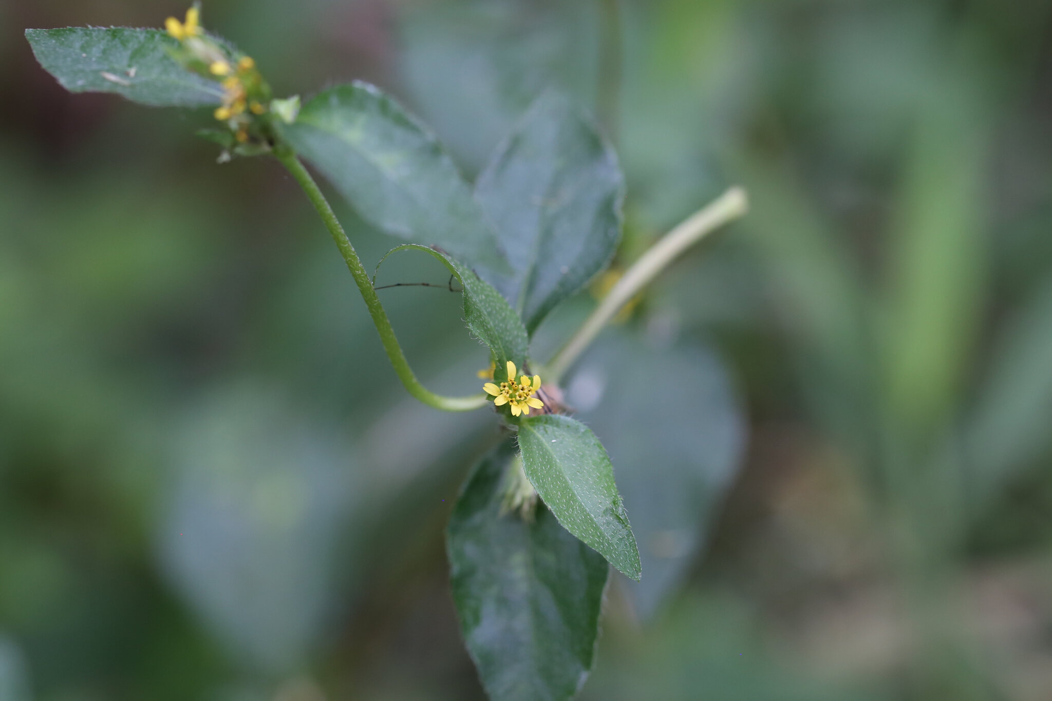 Synedrella nodiflora — ảnh 3