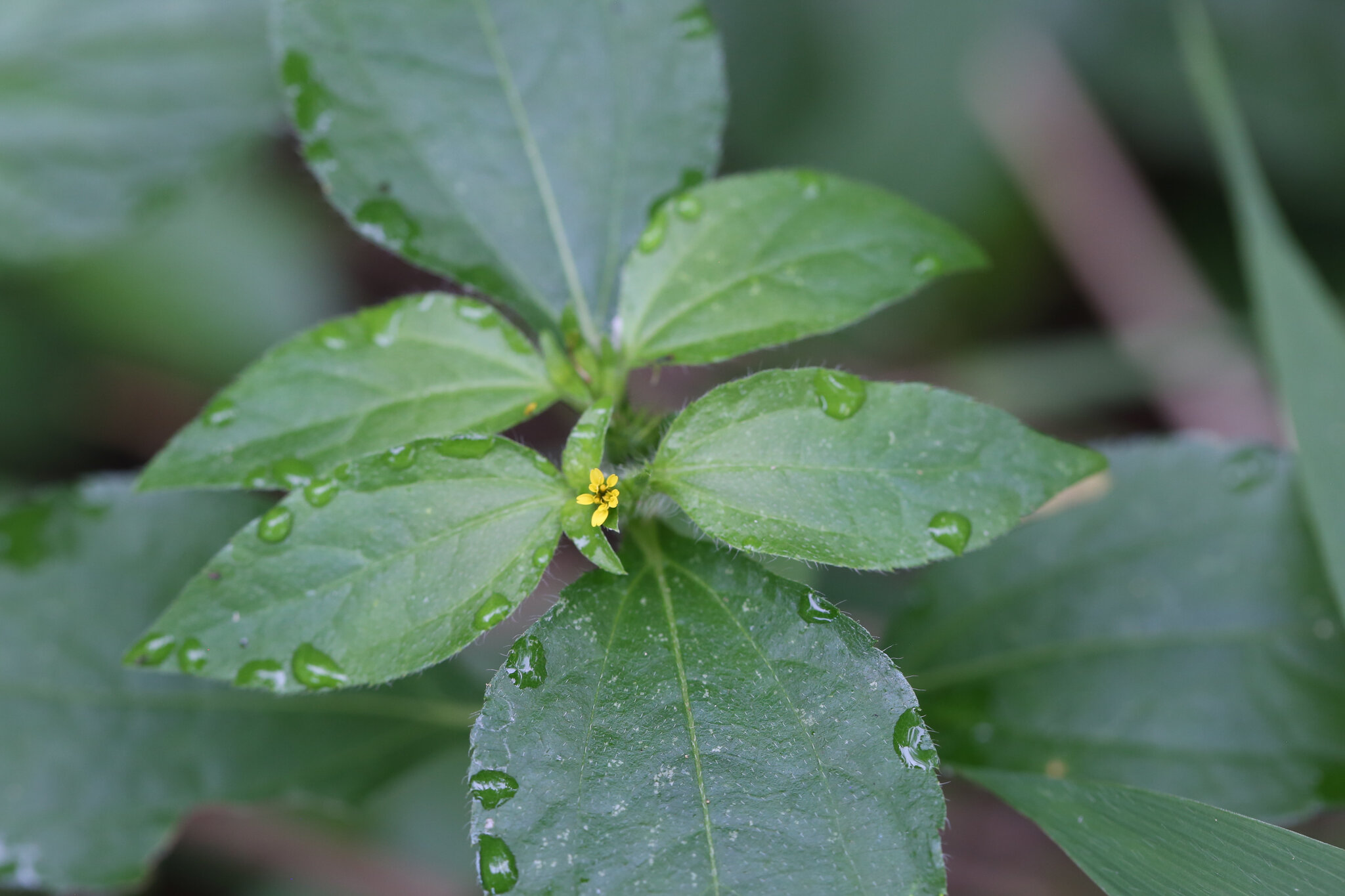 Synedrella nodiflora (Synedrella nodiflora)