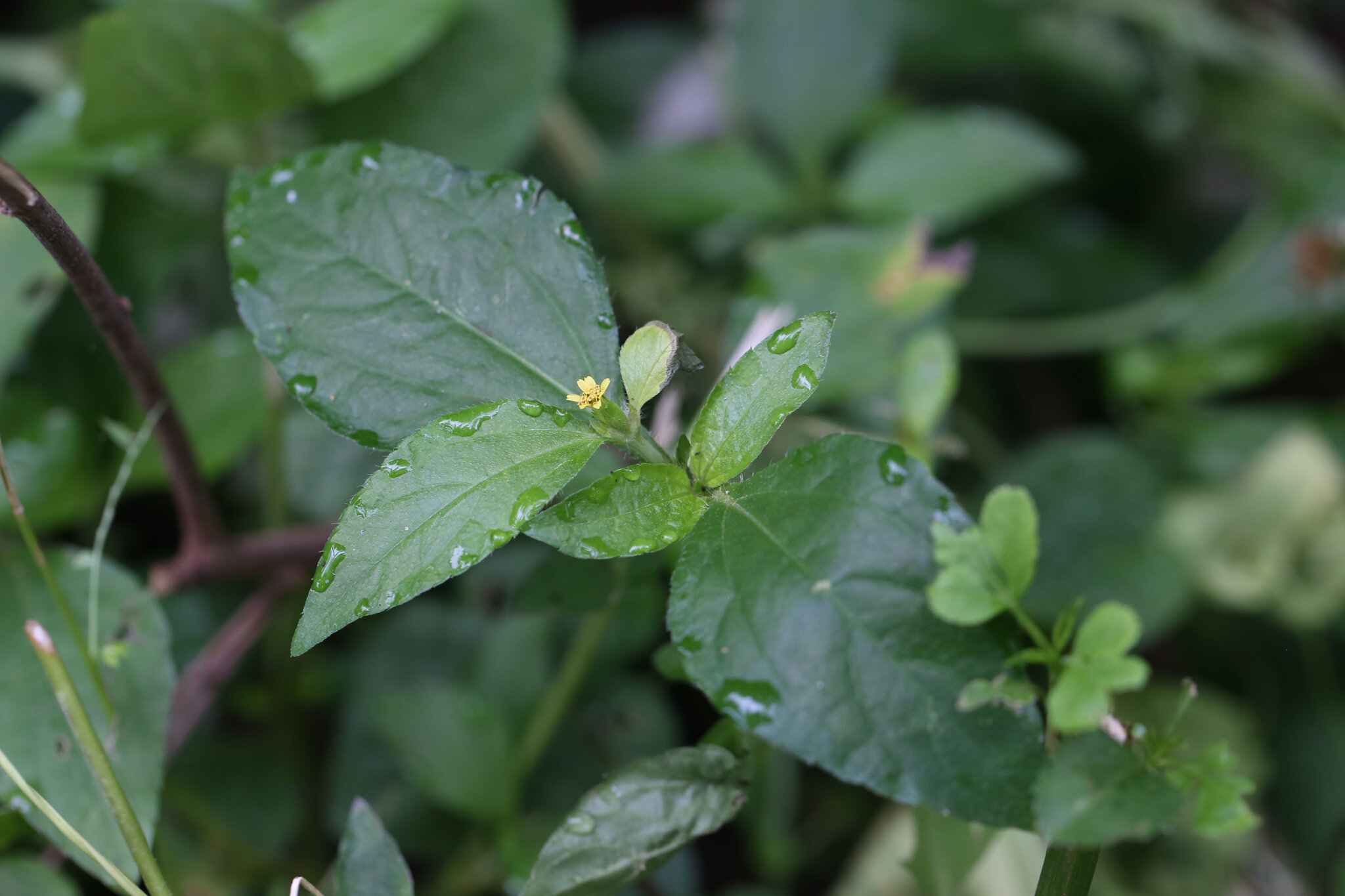 Synedrella nodiflora — ảnh 2
