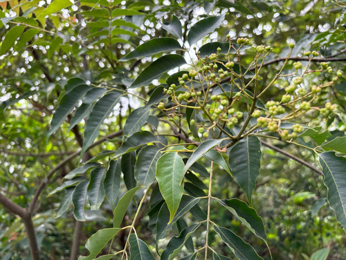 Tetradium glabrifolium, photograph 2
