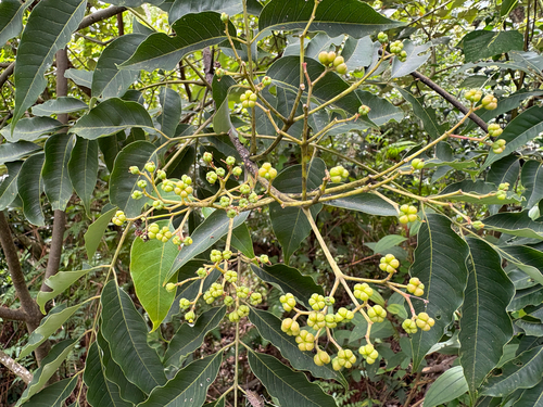 Tetradium glabrifolium, photograph 1