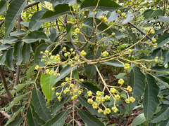 Tetradium glabrifolium, photograph (c) 黃美滿, some rights reserved (CC BY)