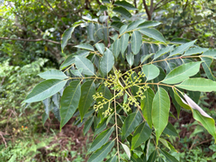 Tetradium glabrifolium
