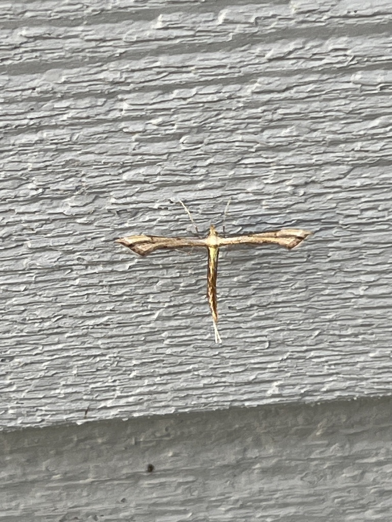 Carolina Plume Moth