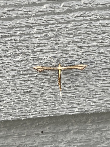 Carolina Plume Moth