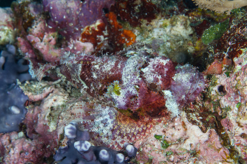Scorpaenopsis possi observed 2014-02-21